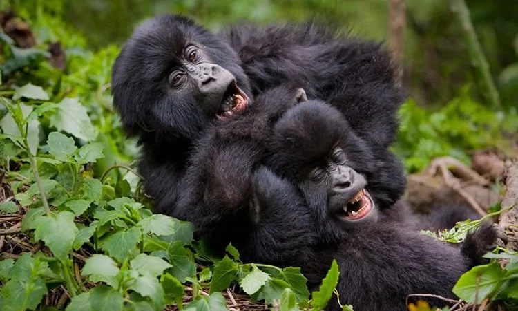 Bwindi Forest national park 