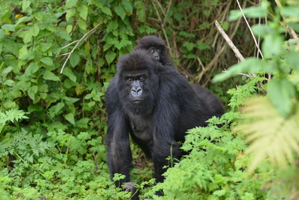 4 days gorilla Trekking in Rwanda