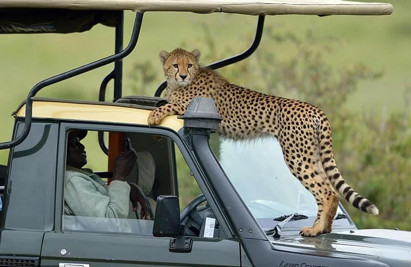 4×4 safari jeep