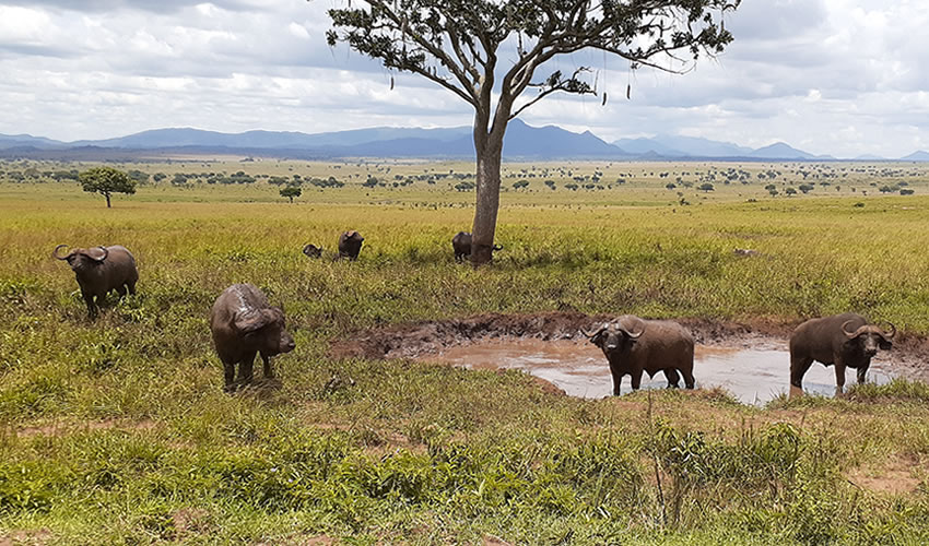 Samburu National Reserve